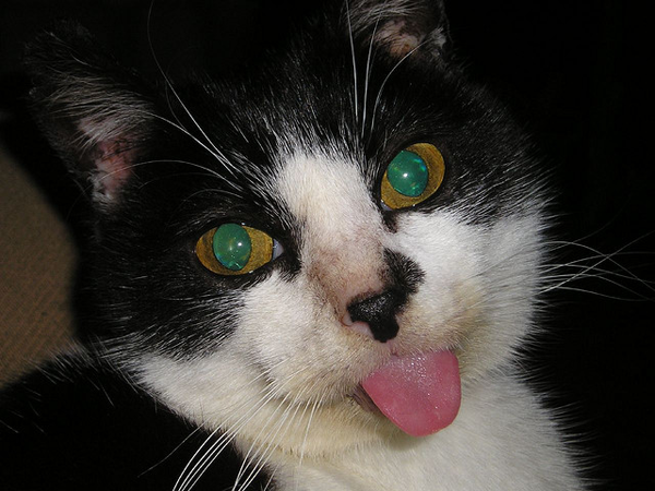 cat-tongue Cat with its tongue out