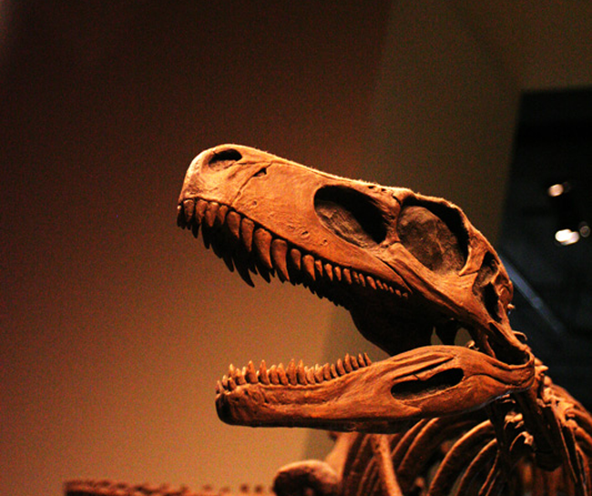 Tyrannosaurus fossil